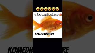 Gafat e Rudina Magjistarit gafa albania funny kosova memes shqip humor foryou comedy fyp [upl. by Mirelle]