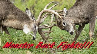 Ultimate Buck Fight Compilation Monster Buck Fights [upl. by Brina]