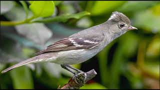 bird sound HD  Canto de aves de Chile  Sonidos de aves de los campos y bosques de Chile [upl. by Booze487]