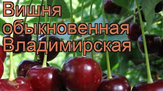 Вишня обыкновенная Владимирская vladimirskaya 🌿 обзор как сажать саженцы вишни Владимирская [upl. by Anana]