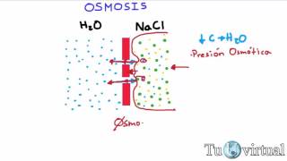 Osmosis  Que es osmosis y presión osmótica  Fisiología [upl. by Eppesiug308]