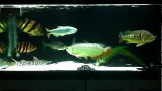 Predatory Fish Community 09042012 Easter Update [upl. by Waldner]