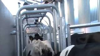 DeLaval 3232 Rapid Exit With Auto ID and Auto Wash 3 [upl. by Zaslow]