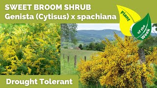 SWEET BROOM SHRUB  Genista Cytisus x spachiana [upl. by Jegger]