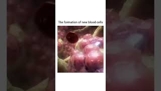 Hematopoiesis Formation of New Blood Cells rbc [upl. by Eybba]