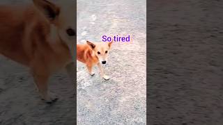 Tambaram street dog நட்பு shortsfeed tambaram friendship [upl. by Hareehahs]