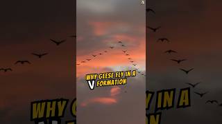 Why geese fly in a V formation Skein Formation animals wildlife animalfacts goose [upl. by Nahgeem740]