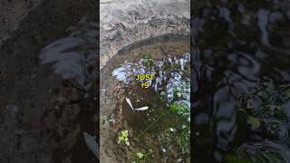 Guppies Fish Just ₹9 Rupees Only  Guppies Stock Available  aquarium guppies tamil [upl. by Skip]