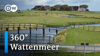 360° Video Wattenmeer  DW Reise [upl. by Holli]