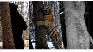 Tigers and brown bear at the same tree in Durmin [upl. by Moises]