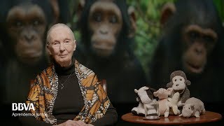 Versión Completa Lecciones de vida de un espíritu indomable Jane Goodall primatóloga [upl. by Eadas]