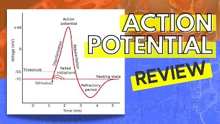 Action potentials in pacemaker cells  Circulatory system physiology  NCLEXRN  Khan Academy [upl. by Rojam]