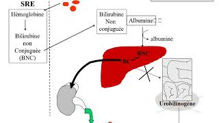 biochimie des ictères partie 3 [upl. by Elwin366]
