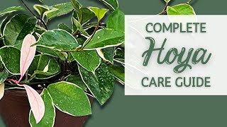 Complete Hoya Houseplant Care Guide  Wax Plant Care Guide and Propagation [upl. by Ecirad]