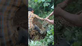 tendua cheetah ya sher wildanimals lion tiger tenduaa youtubeshorts [upl. by Anert647]