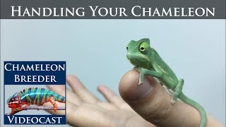 Handling Your Chameleon [upl. by Yard832]