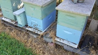 Our Honey Bees are Calm and Patient Watch This Trick [upl. by Enened]