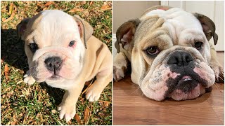 Watch my BULLDOG PUPPY GROW up English Bulldog Lola [upl. by Hen]