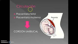 Membranas fetales y placenta [upl. by Garcia]