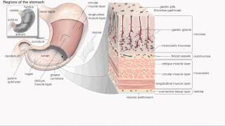 human digestive system part 2 [upl. by Mik182]