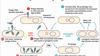 AP Biology Chapter 43 Immune System Part 1 [upl. by Naesad]