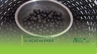 Cadeia Produtiva do Açaí no Pará [upl. by Gniliem377]