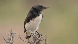 Variable Wheatear [upl. by Oralla]