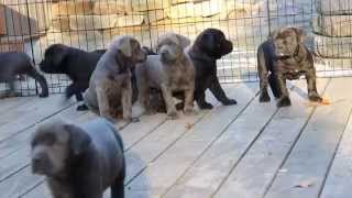 Cane Corso Puppies For Sale [upl. by Nnyl]