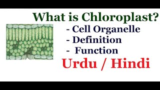 What is Chloroplast Cell organelle Urdu  Hindi [upl. by Lyrahs]