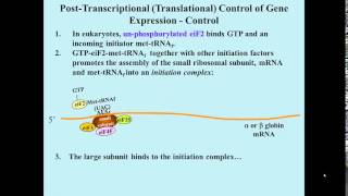 Translational control of globin gene expression by hemin [upl. by Sseb]