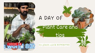 Best indoor air purifying plants and caring with lots of tips how to taker [upl. by Annerahs]