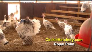 Royal Palm Turkey Breed Breeder Flock  Cackle Hatchery [upl. by Nollie242]