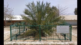 2000 yr Old Seed Brought Back to Life  Judah Date Palm  Methuselah palm [upl. by Odraccir]