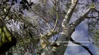 Eucalyptus pauciflora subsp niphophila [upl. by Loise]