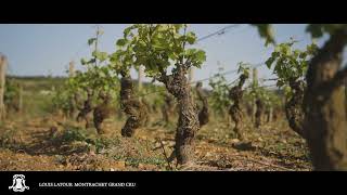 Episode 15  Montrachet Grand Cru [upl. by Eanahc]