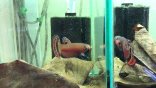 Betta macrostoma wild caught [upl. by Soane]