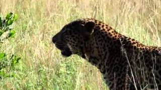 Cheetah vs leopard in South Africa [upl. by Nelg]