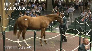 Hip 347 Curlin  Cavorting sells for 5 million at 2024 Keeneland September [upl. by Rotkiv311]