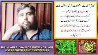 Bhumi Amla kay fawaid aor nuqsanPhyllanthus nirurigale of the wind plant benefits and sideeffects [upl. by Sargent]