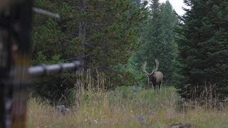 BOW HUNTING ELK IN GRIZZLY COUNTRY  EP 14  LAND OF THE FREE [upl. by Swee]