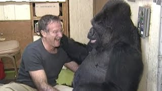 Koko gorilla who knew sign language dies at age 46 [upl. by Boudreaux]