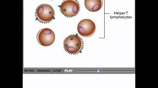 HIV life cycle [upl. by Lindsay]