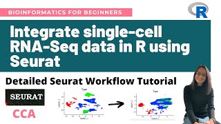 Integrate singlecell RNASeq datasets in R using Seurat CCA  Detailed Seurat Workflow Tutorial [upl. by Aikcin]