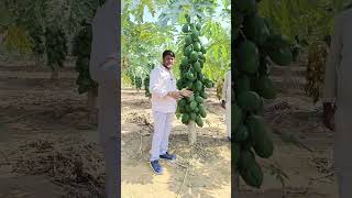 पपीता की खेती Taiwan Papaya farming papitakikhetiTaiwanpapayaपपीताकीखेती AgritechGuruji [upl. by Nic]