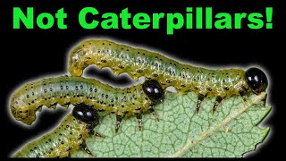 Caterpillar vs Sawfly Larva  Easy Way to Tell Them Apart [upl. by Litsyrk269]