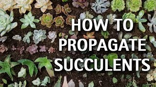 How to Propagate Succulents [upl. by Anoblav]