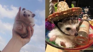 Funny and Cute Hedgehog Videos 😂 Hedgehog Compilation 🦔 [upl. by Free377]