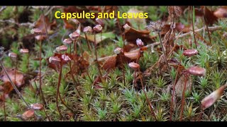 Juniper haircap Polytrichum juniperinum Description and Reproduction [upl. by Briscoe]