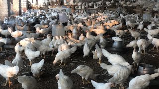 Pakistan Poultry Farm  Pakistan Production  Pakistan farming  part 3 [upl. by Hestia]