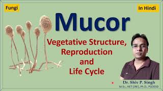 Mucor  Structure  Life cycle [upl. by Odlaumor]